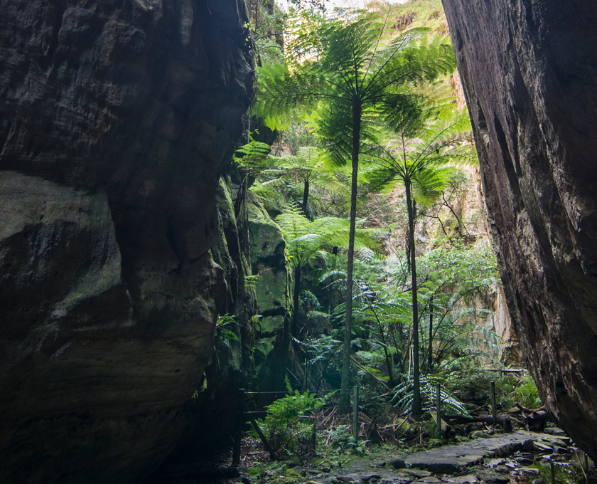 Rainforest-LP_Mobile-840x680px.jpg